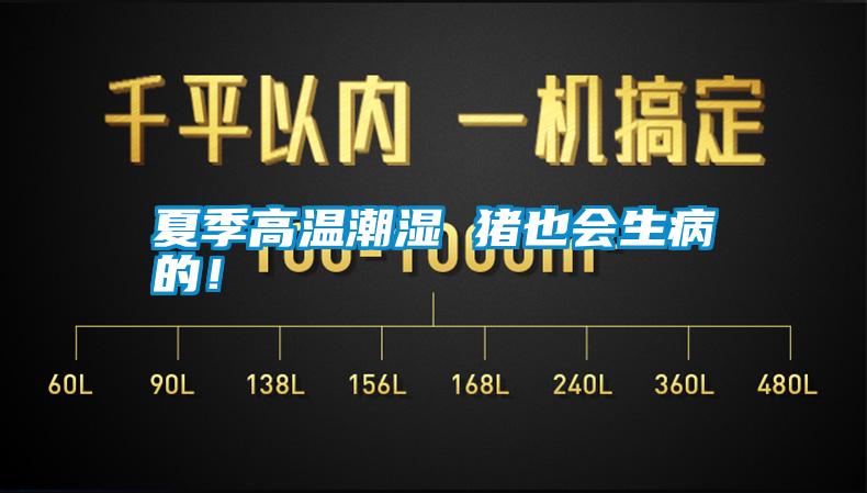 夏季高溫潮濕 豬也會生病的！