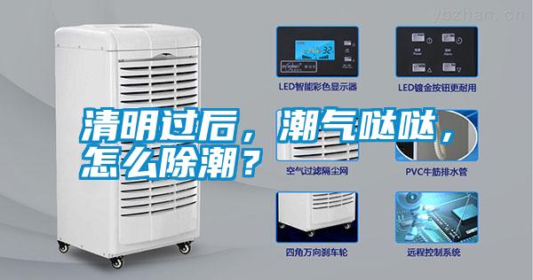 清明過后，潮氣噠噠，怎么除潮？