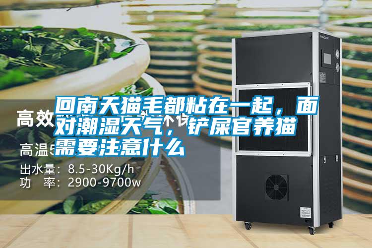 回南天貓毛都粘在一起，面對(duì)潮濕天氣，鏟屎官養(yǎng)貓需要注意什么