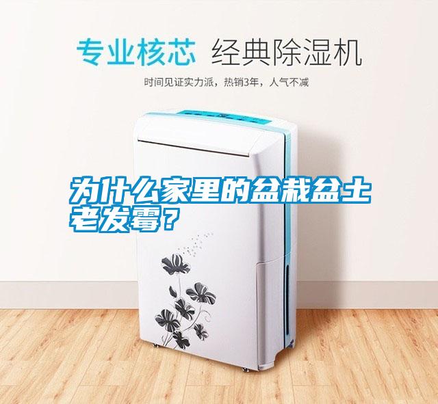為什么家里的盆栽盆土老發霉？