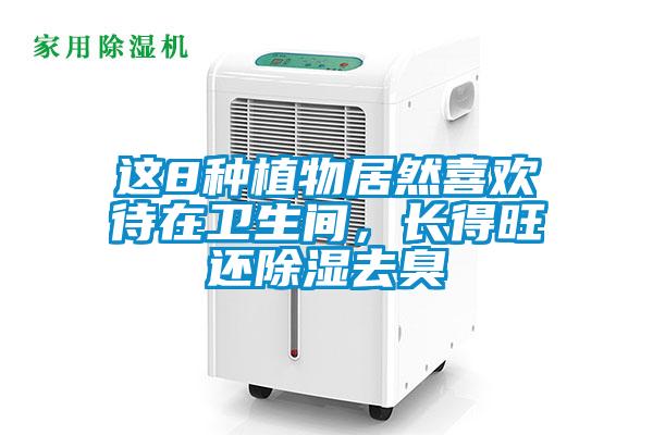 這8種植物居然喜歡待在衛生間，長得旺還除濕去臭