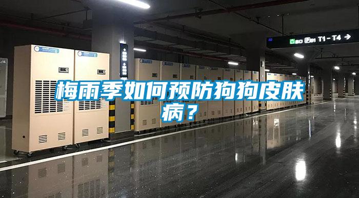 梅雨季如何預(yù)防狗狗皮膚??？