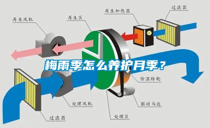 梅雨季怎么養護月季？