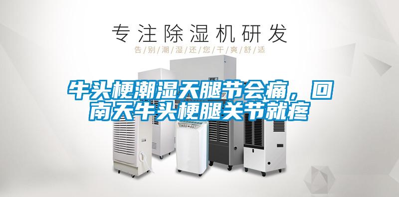 牛頭梗潮濕天腿節(jié)會(huì)痛，回南天牛頭梗腿關(guān)節(jié)就疼