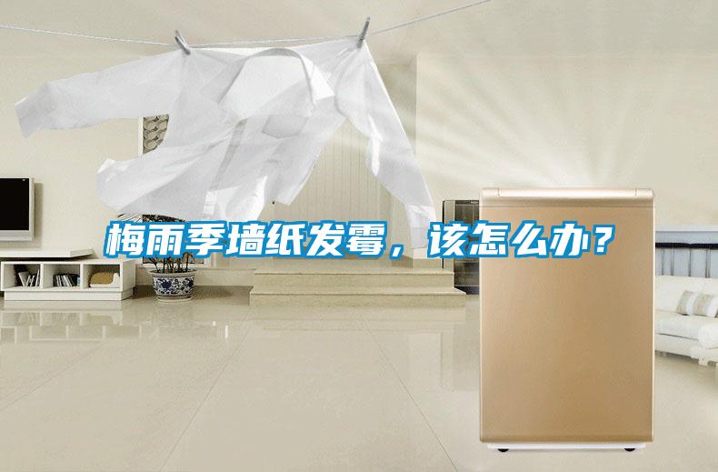 梅雨季墻紙發霉，該怎么辦？