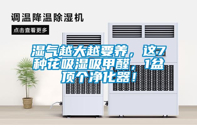 濕氣越大越要養，這7種花吸濕吸甲醛，1盆頂個凈化器！