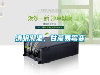 知識百科清明潮濕，甘蔗易霉變